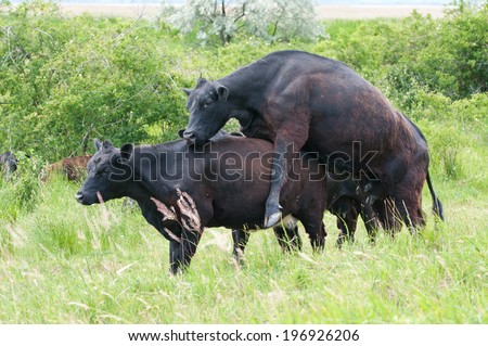 black cattle mating on the pasture