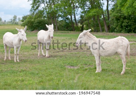 three white donkeys on the pasture