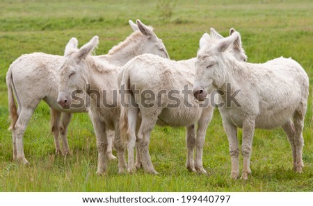 four white donkeys on the pasture standing side by side
