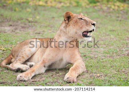 side view of a female lion lying in the savannah in east africa - national park selous game reserve in tanzania