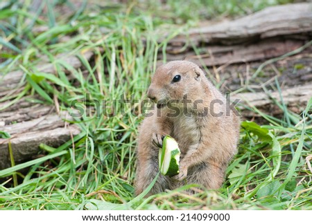 black tailed prairie dog sitting in the grass eating a piece of zucchini