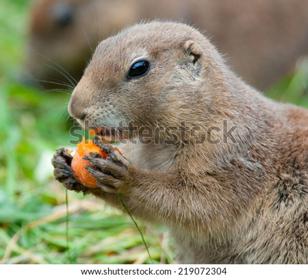 side face portrait of a prairie dog eating a carrot