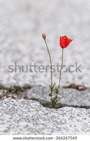 Similar – Image, Stock Photo poppy seed cap