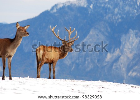 deer in the mountains in winter