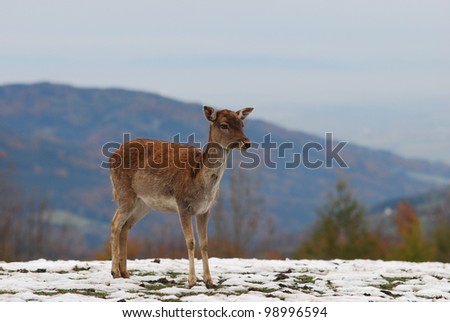 one young deer in the mountains in winter
