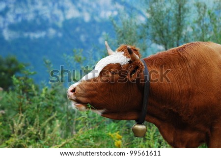 side face of a cow
