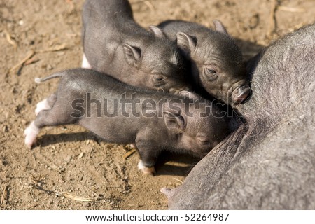 Mother pig nursing her piglets.