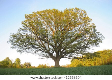 Big, old oak tree in the spring with fresh green leaves in a grain field