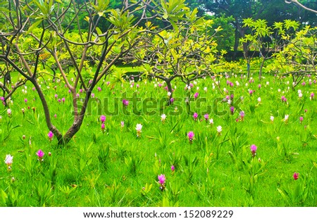 Curcuma alismatifolia ( pink and white )Queen Sirikit Park , Bangkok , Thailand