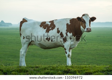 Side view of a typical red and white Dutch milk cow