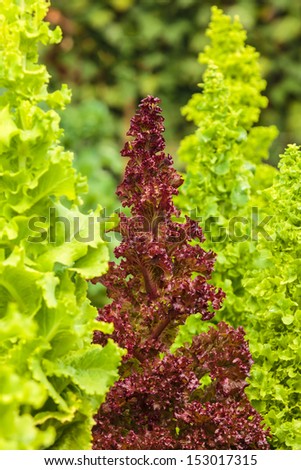 Red lollo rosso lettuce in a vegetable garden surrounded by green lettuce