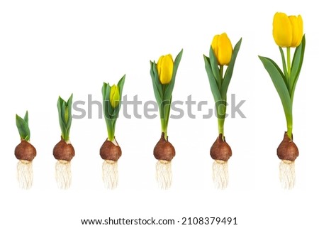 Similar – Image, Stock Photo tulips Tulip blossom