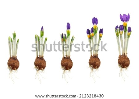 Similar – Image, Stock Photo three crocuses Crocus