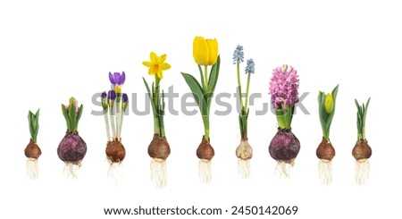 Similar – Image, Stock Photo blooming yellow daffodil bud on a blue background, spring flower