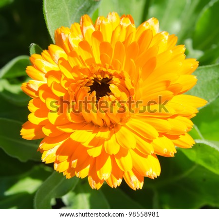 An orange aster opens up in the morning sun