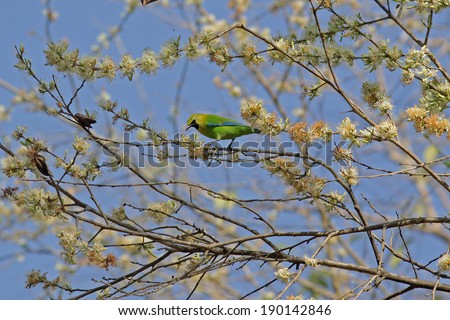 A Blue-winged Leafbird in a flowering tree