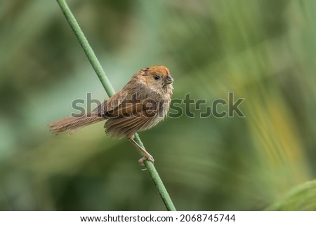 The adorable Vinous-throated Parrotbill posing on a green stem Photo stock © 