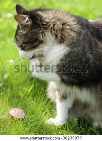 Cat thinking about a food