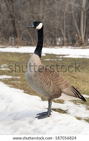 A canada goose in profile, on early spring snow covered field