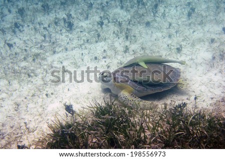 Sea turtle looks at camera in Turks and Caicos; symbiotic cleaner fish attached