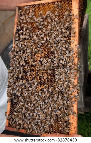 A frame from a bee hive showing bees filling cells with canola pollen and honey
