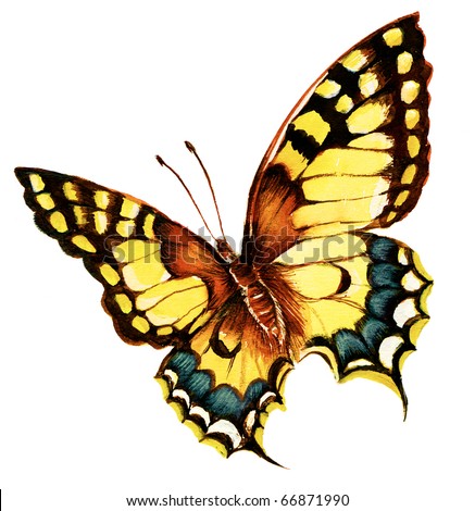 Painting of bright machaon butterfly over white background