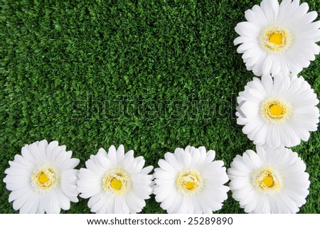 Background of white chrysanthemums on grassy land