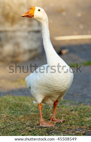 Image of white goose standing on ground and looking aside