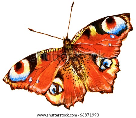 Painting Of Bright Butterfly Over White Background Stock Photo 66871993 ...