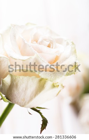 Similar – Image, Stock Photo rose thorn and waterdrop living together for a while