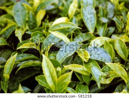 close up of tea leaf at a tea farm in africa, kenya.