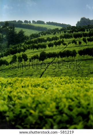 Tea leaf farm in Africa, Kenya.