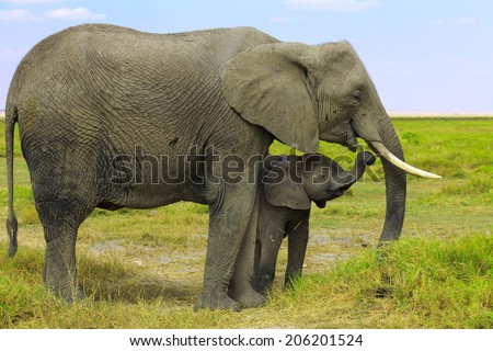 Elephant Family (Mother and Child) - Conceptual photo for love and family care. Lake Nakuru National park in Kenya