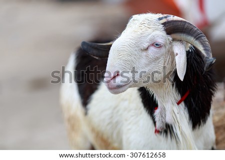 Goat in Senegal - Goats are seen everywhere in Senegal after Ramadan, they are supposed to be slaughtered 1 month after the holiday  for Eid al-Fitr