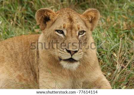 A female lion looking into the distance