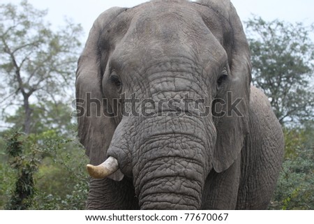 An angry African bull elephant with his ears back