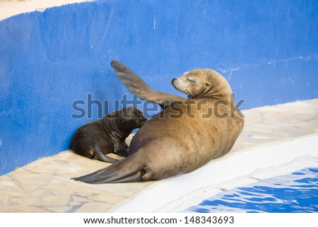 Sea lion is protecting and feeding her baby
