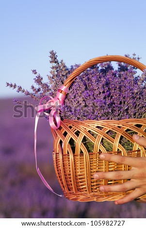 Basket with a lavender in men\'s hand -  purple lavender flowers - Sunset over a summer lavender field . Bunch of scented flowers in the lavanda fields of the French Provence near Valensole