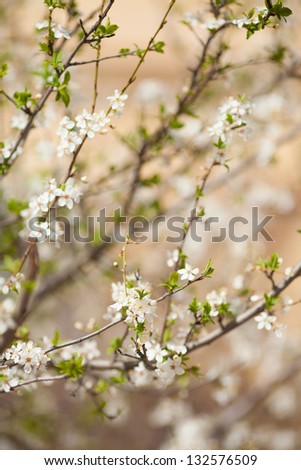 Spring flowers Cherry blossom sakura. Spring blooming sakura cherry flowers branch. Fresh blooming apricot or plump flowers outdoors. Nature and spring concept. Blooming tree in spring in park