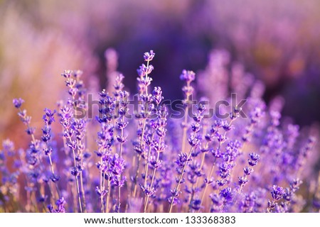 lavender flowers - Sunset over a summer purple lavender field . Bunch of scented flowers in the lavanda fields of the French Provence near Valensole