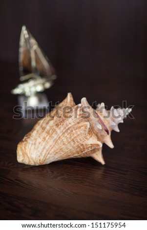 Big seashell house decoration. Modern interior decoration. Sea shell on table. Design elements