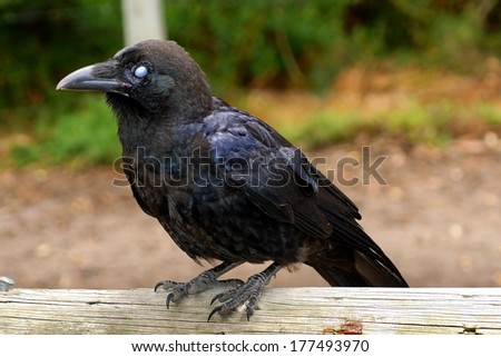 Australian Raven (Corvus coronoides) or commonly know as a crow.