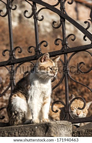 Alley cats on old iron garden fence in sunny day