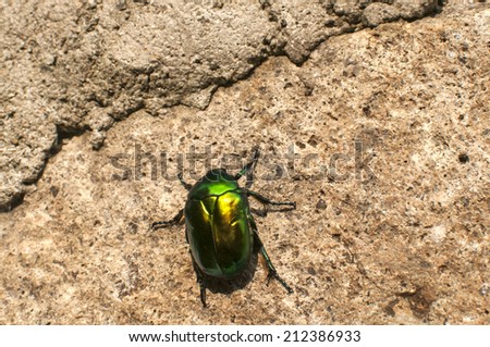 Green shiny beetle crawling on stonewall surface