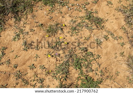 Mountain dry soil with small flowers and plants as background
