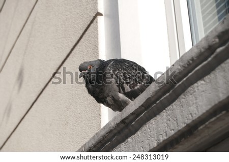 Pigeon perched on window ledge of city house facade