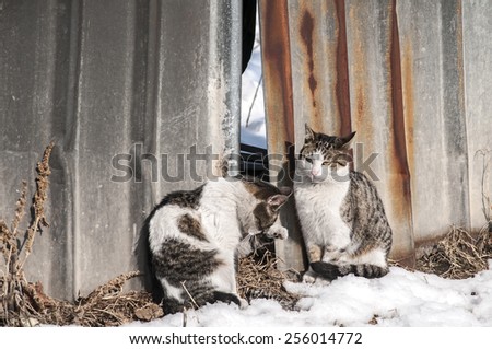 Two adorable street cats on tin grunge fence wall background in sunny winter day