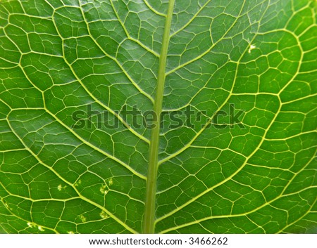 Photo of a part of a green leaf of the plant photographed from close distance. It can be used as a background
