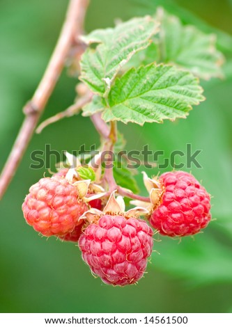 the ripe berries of raspberries against the background of the green bush. Shallow DOF.