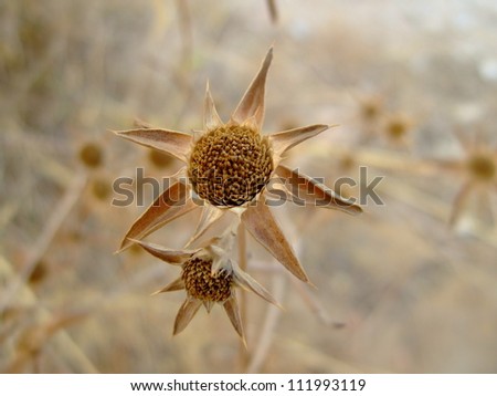 Beautiful  brown flower